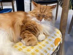 -平行世界·猫咖(首经贸店)