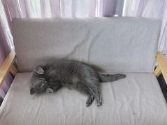 -有猫儿腻咖啡厅.猫咖