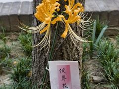 -西安大兴善寺