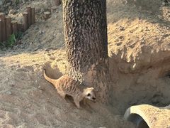 -合肥野生动物园