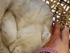 -飞行喵MR PILOT|猫舍·猫咖(静安大融城店)
