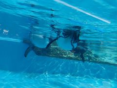 -帝企鹅自助餐厅•儿童岛•真企鹅(长隆企鹅酒店)