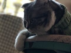 -猫色咖啡·猫咖