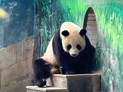 -中国大熊猫保护研究中心雅安碧峰峡基地