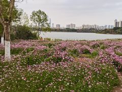 -海珠湖公园