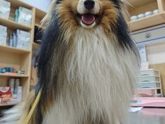 -瑞派名望24h动物医院异宠专科·猫专科·骨科·重症监护分院