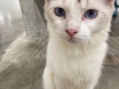 -more than meow吴止猫主题餐厅(承德 中船汇店)