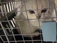 -中农国际动物医院24小时·猫科·骨科·急重症中心
