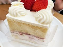 -蒲公英(五里店)