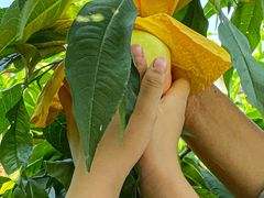 -老袁家蜜桃农场·阳山水蜜桃