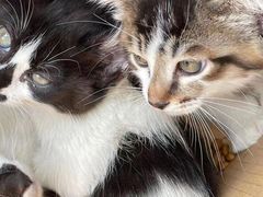 -安安宠医·安宠宠物医院