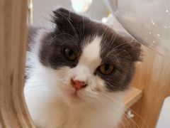 -飞行喵MR PILOT|猫舍·猫咖(静安大融城店)