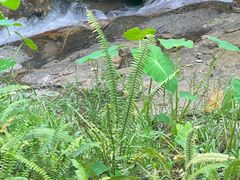 -黄埔油麻山森林公园