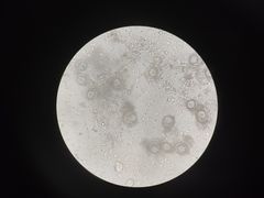 -宠颐生贝利健动物医院(谢家湾分院)