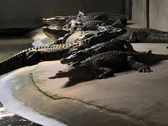 -泉州海丝野生动物世界