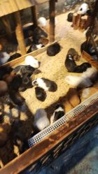 -酷嗒动物文化乐园(cutezoo西溪乐天城店)