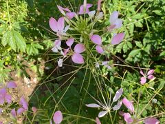-石家庄市植物园