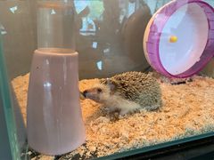 -平行世界·猫咖(首经贸店)