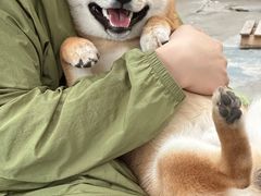 -翊宠yipet猫狗购宠庄园犬舍•猫舍