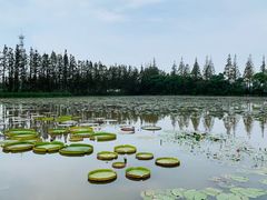 -上海长兴岛郊野公园