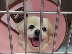 -瑞派福兴宠物医院犬猫全科·骨科·中西医结合(河东店)