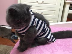 -纳吉亚猫专科动物诊疗中心(蒋宅口分院)