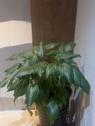 -香秀空间科技抗衰·美容中心