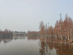 景点-白鹭湾湿地公园
