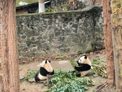 -都江堰中华大熊猫苑