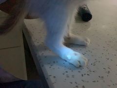 -佳雯宠物医院(金华南路分院)