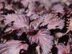 景点-紫海香堤香草艺术庄园