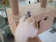 -喵园·猫主题咖啡厅·撸猫·猫咖(国贸店)