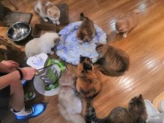 -滚猫咖啡·猫咖·猫友好撸猫(未来城店)