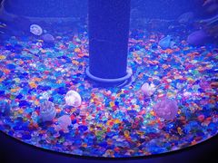 -成都浩海立方海洋公园