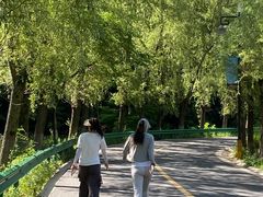 -王顺山国家森林公园