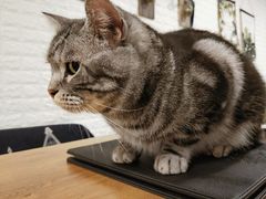 -平行世界·猫咖(首经贸店)