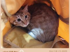 -纳吉亚猫专科动物诊疗中心(蒋宅口分院)