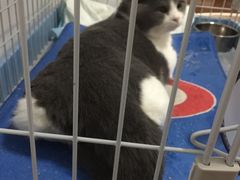 -爱侣宠医·鹦鹉专科·小型哺乳类·异宠专科(灵石路店)