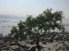 -深圳湾公园(南山区)