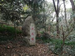 -上海佘山国家森林公园天马山园