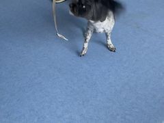 -博特宠物医院24h犬猫全科.骨科·异宠