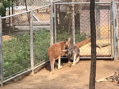 -石家庄市动物园