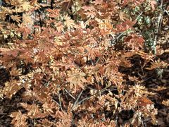 -五女峰国家森林公园