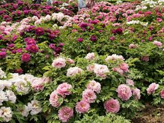 -洛阳市隋唐城遗址植物园