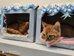 -芭比堂动物医院·犬猫全科·异宠专科(雁塔分院)