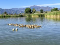 -野鸭湖国家湿地公园