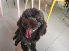 -乐琪宠物医院·犬猫专科·骨外科·急重症