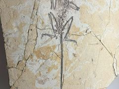 -辽宁古生物博物馆