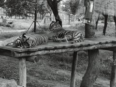 -上海野生动物园