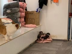 -浣熊柯尔鸭土拨鼠·电玩咖